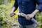 A person is pulling a handsaw from a holder on an overgrown path. The person is wearing a blue shirt and is holding the saw securely.