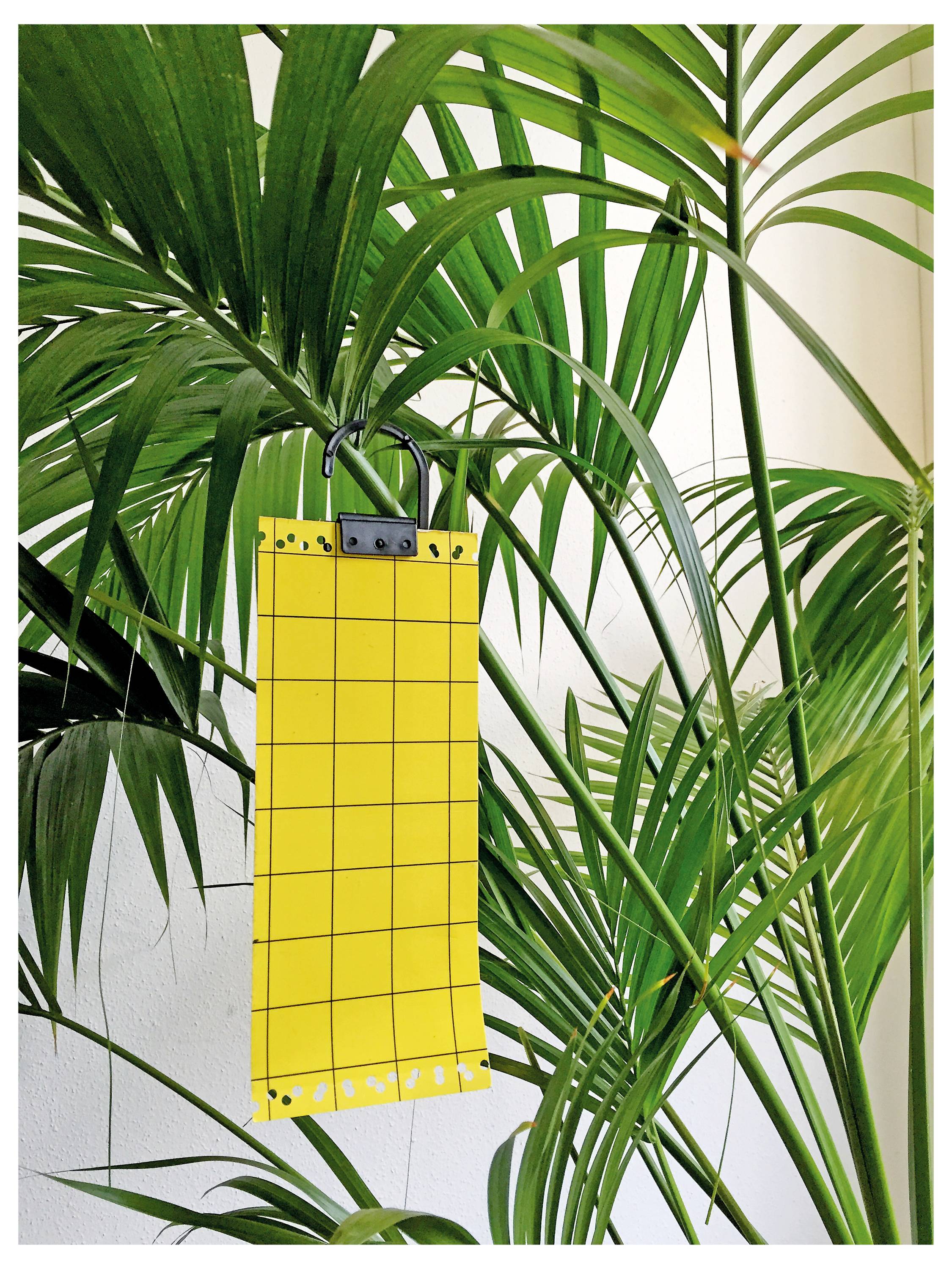 A yellow sticky trap is hanging among lush green palm leaves. The trap is marked with a grid, used for catching and monitoring insects.