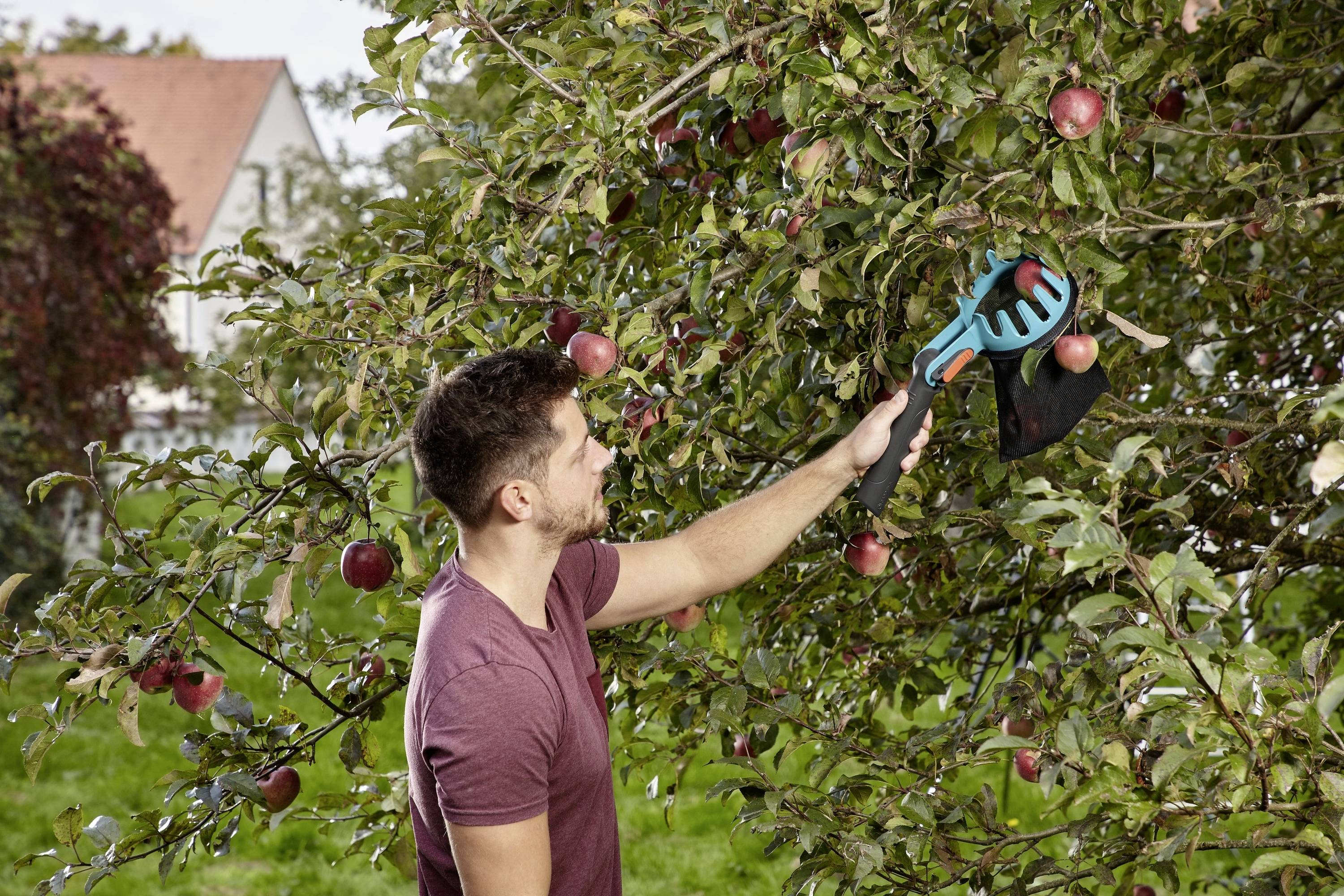 A man is picking apples from a tree in a garden using a tool. Trees and a house can be seen in the background.
