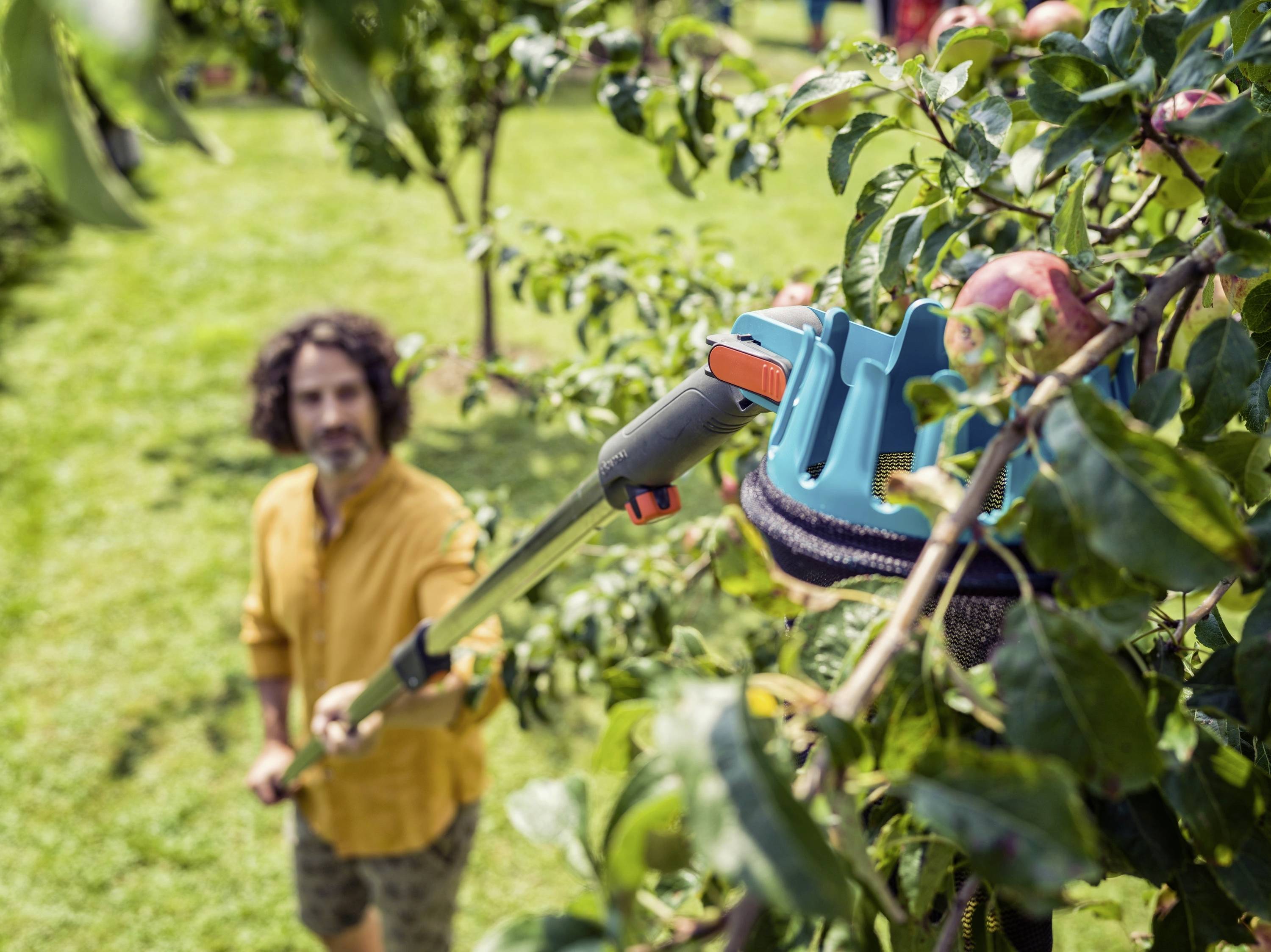 A man in a yellow shirt is harvesting apples from a tree in a garden using a harvesting tool. More trees are visible in the background.