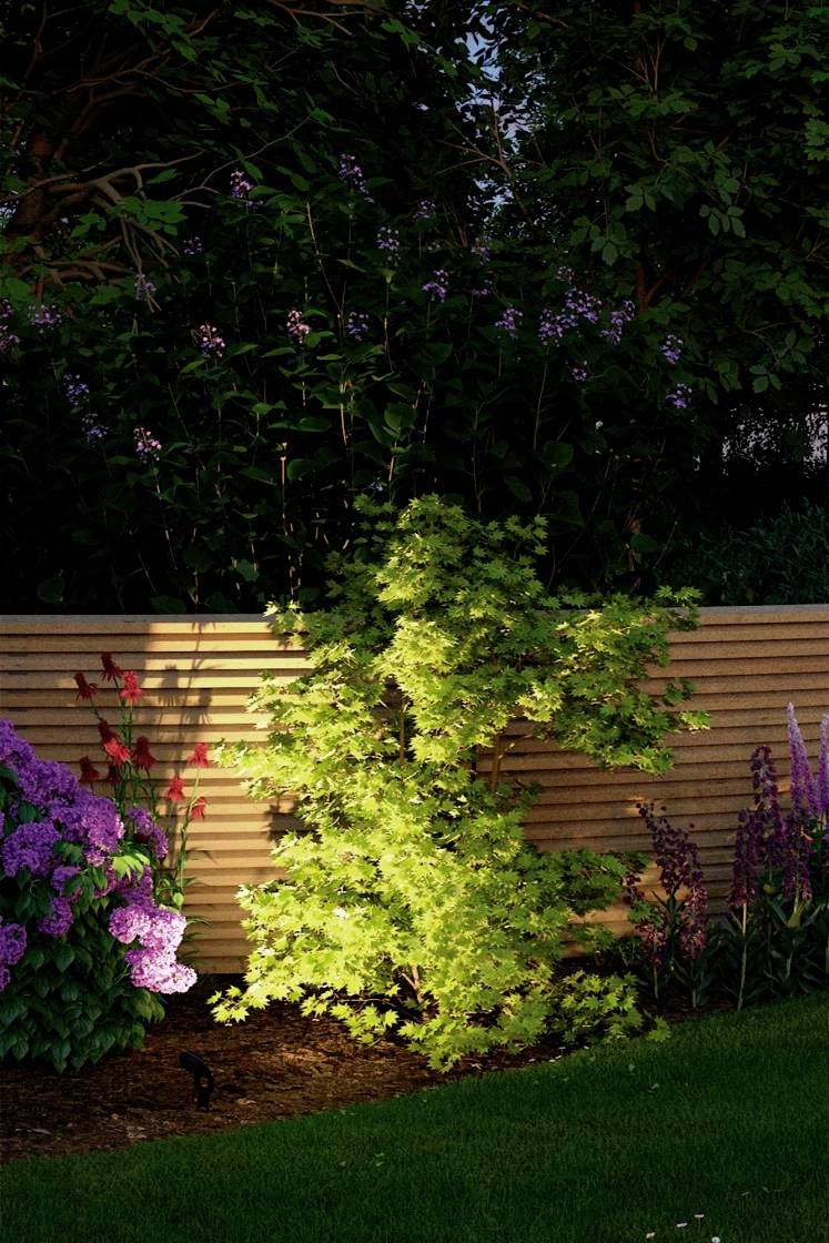 A green plant stands in front of a wooden fence, with flowering plants beside it in a garden. Light falls on the plant, creating a luminous effect.