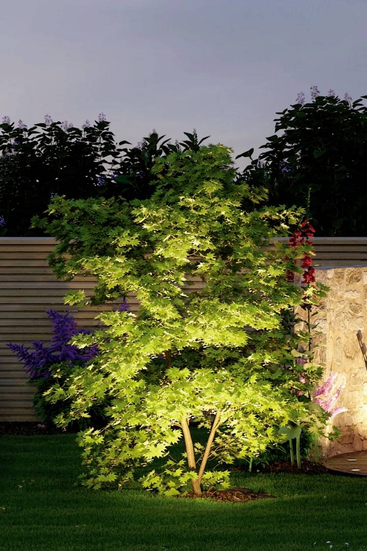 A small tree in the garden illuminated at dusk, surrounded by shrubs and a stone wall in the background.