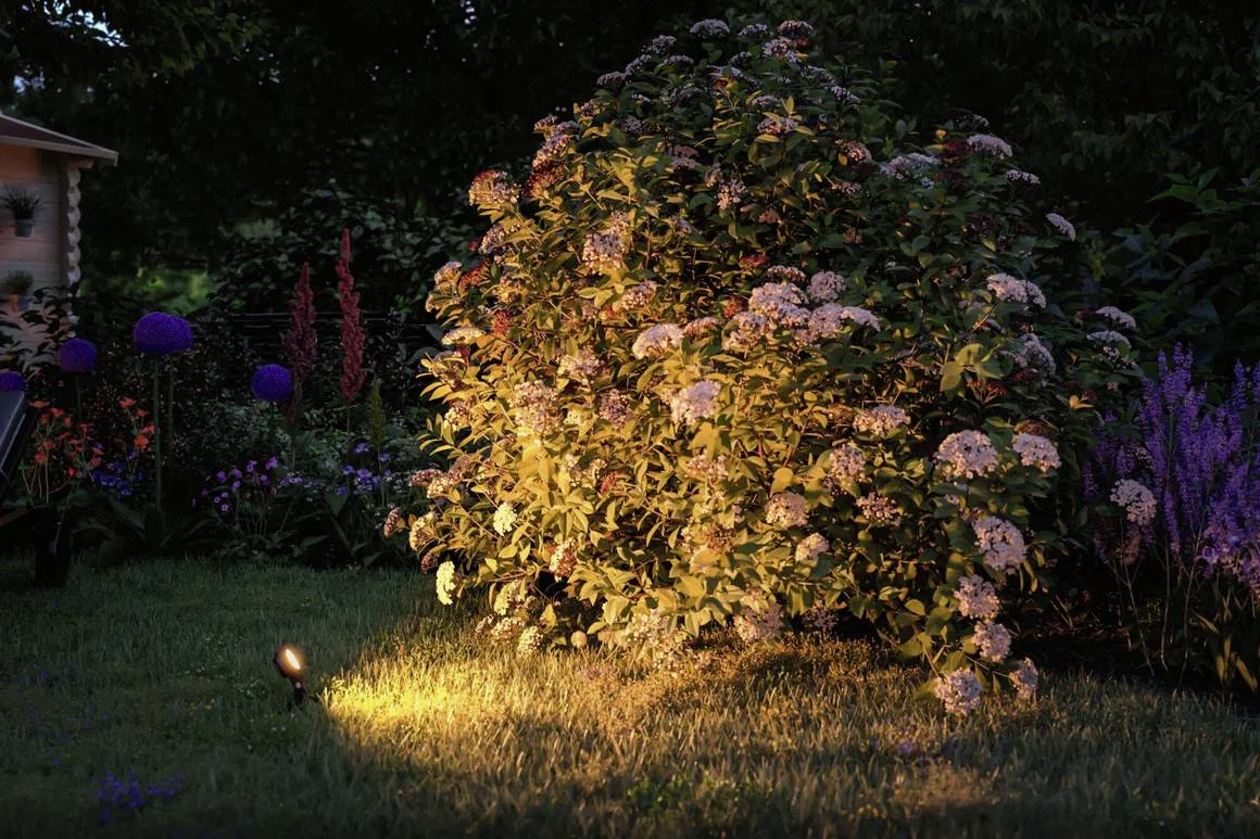 A lit shrub in a garden, surrounded by colourful flowers, at dusk. In the background is a small, illuminated building.