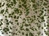 Mininatur 747-22 S Moss Summer