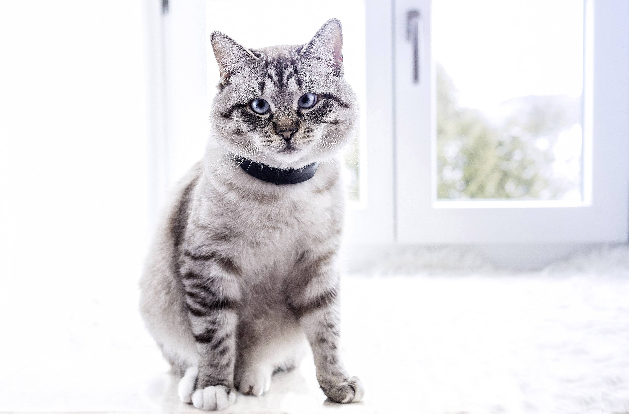 cat tractive