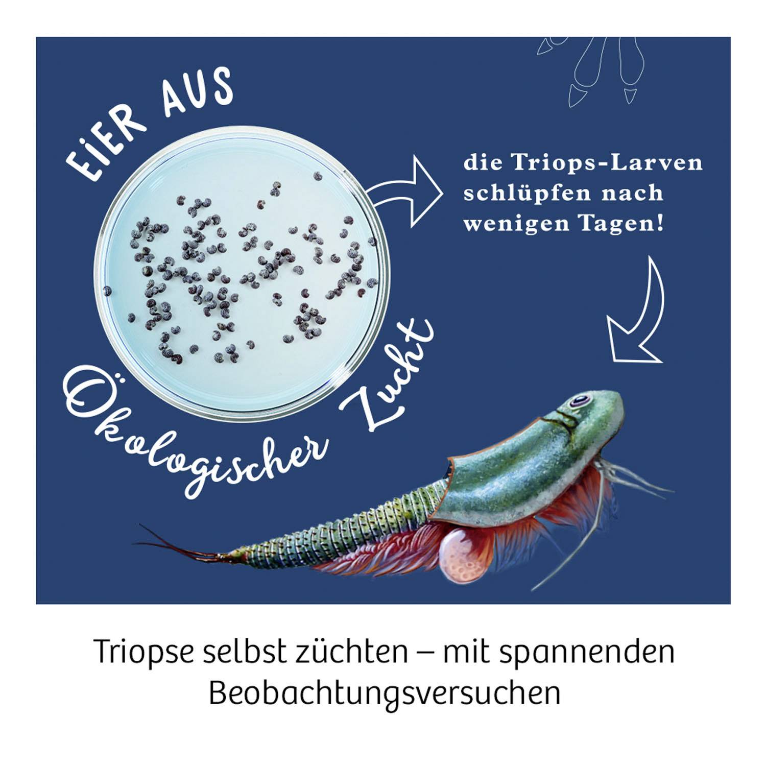 Image of a Triops in an aquarium and a Petri dish with eggs. Text: 'Eggs from ecological breeding', 'Triops larvae hatch within a few days'.