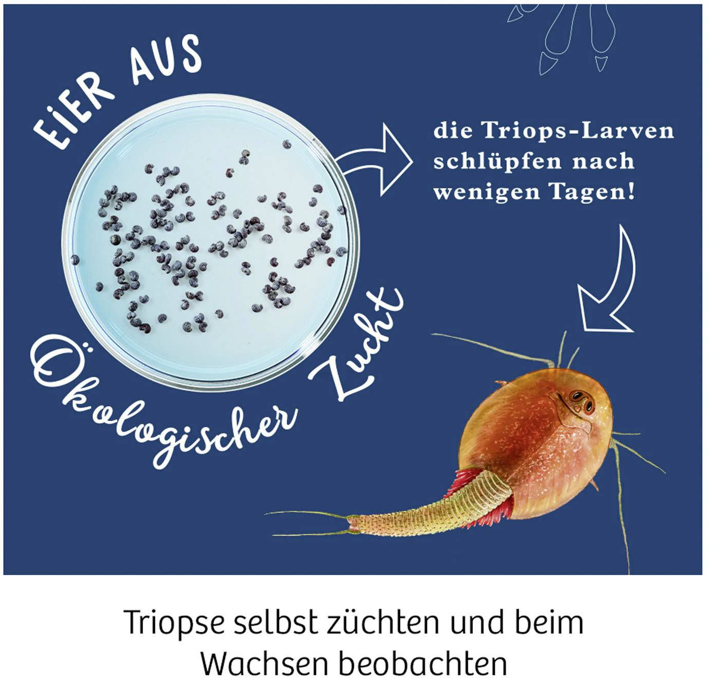 Symbol image for Kosmos 633097 Triops züchten Triops Growing & Nature Science kit (set) 8 years and over