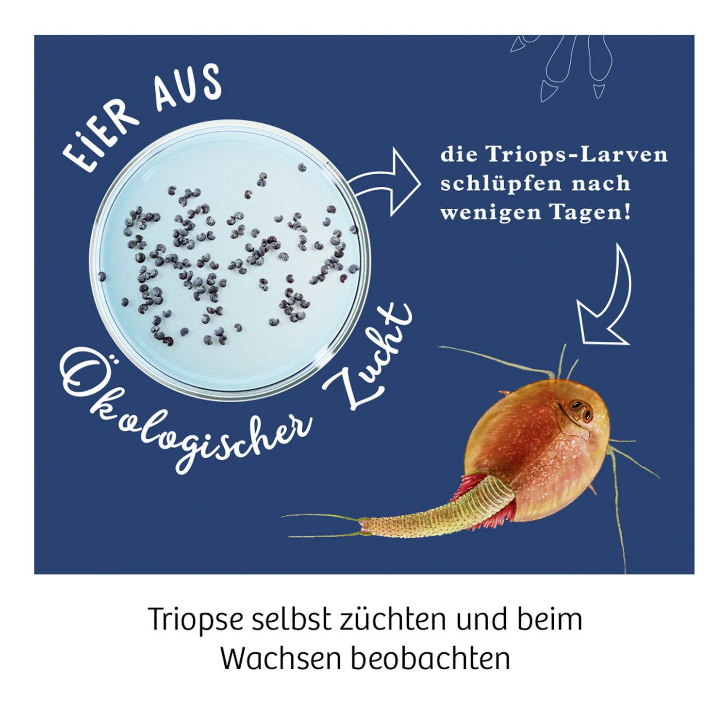 Kosmos 633097 Triops züchten Triops Growing & Nature Science kit (set) 8 years and over-5