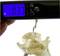 A digital scale displays '0.33 kg'. A hook is holding a bone, apparently measuring the weight of the bone.