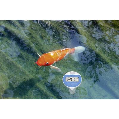 A koi carp swims in clear water. Beside it, a digital thermometer displays a water temperature of 20.3 degrees Celsius.