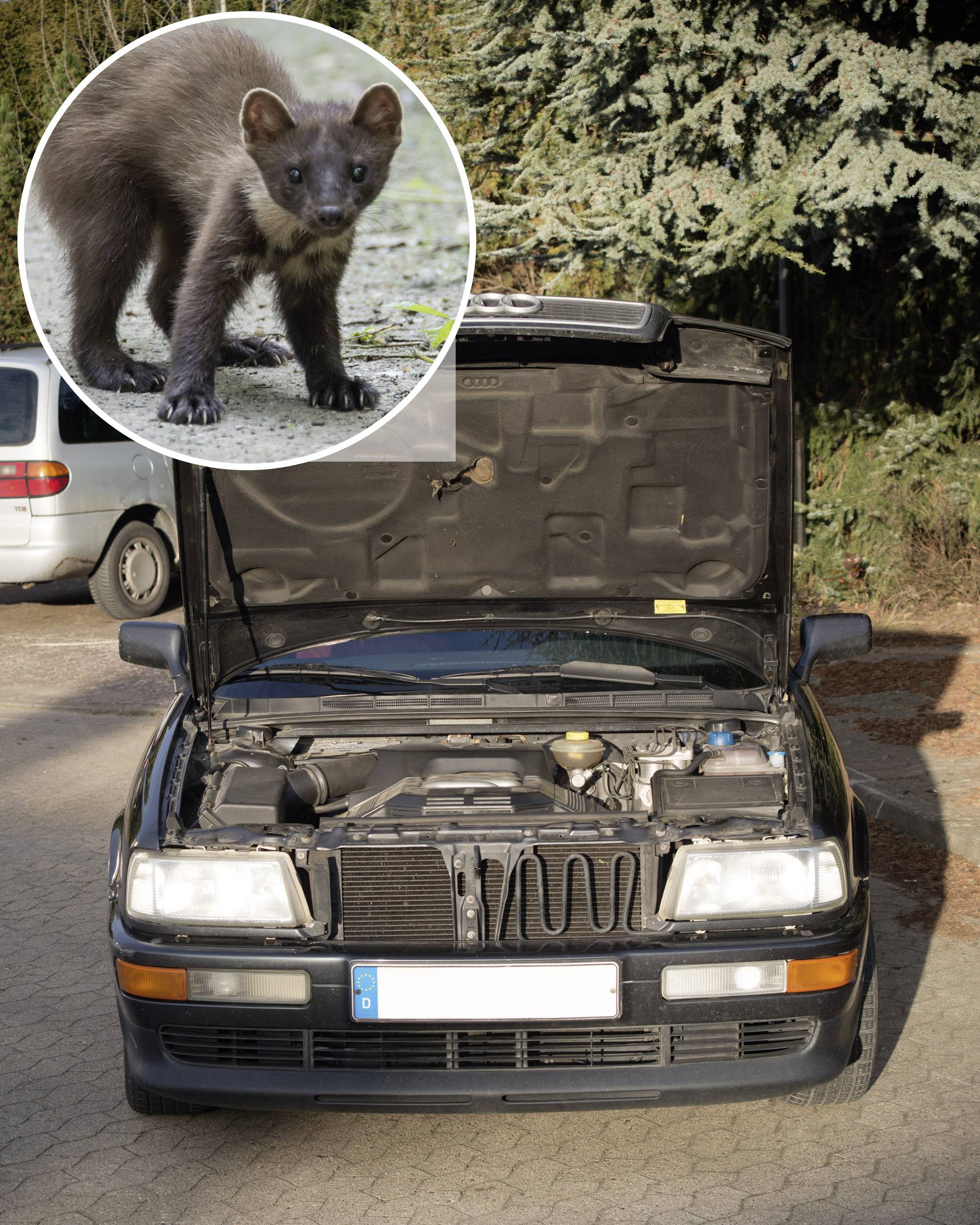 Gardigo Mobil Ultra Car animal repeller Working principle Ultrasound Operating range 40 m² 1 pc(s)-7