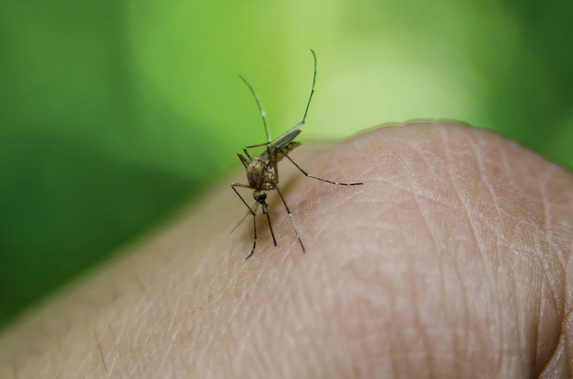 A mosquito sits on human skin and sucks blood. The background is green and blurry.