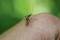 A mosquito sits on human skin and sucks blood. The background is green and blurry.