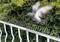 A pigeon flies over a fence with spirals, with trees in the background.