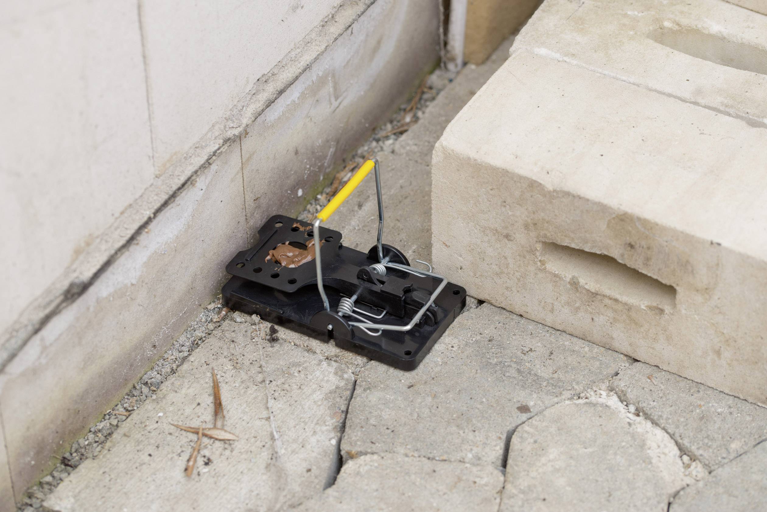 Gardigo rat trap Rat trap Working principle Pheromone 5 pc(s)-4