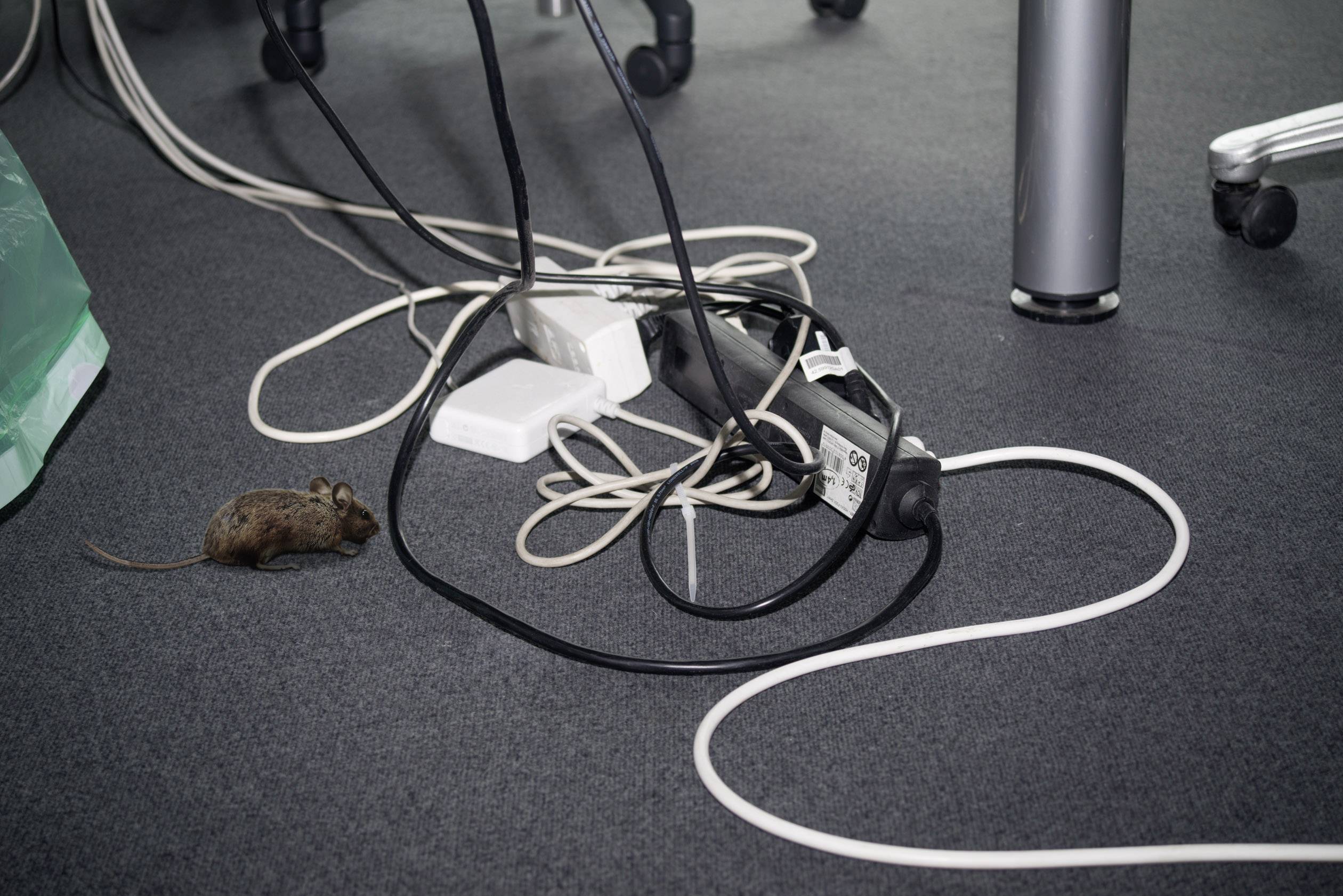 Gardigo mouse-repellent Rodent repeller Working principle Ultrasound Operating range 25 m² 1 pc(s)-8