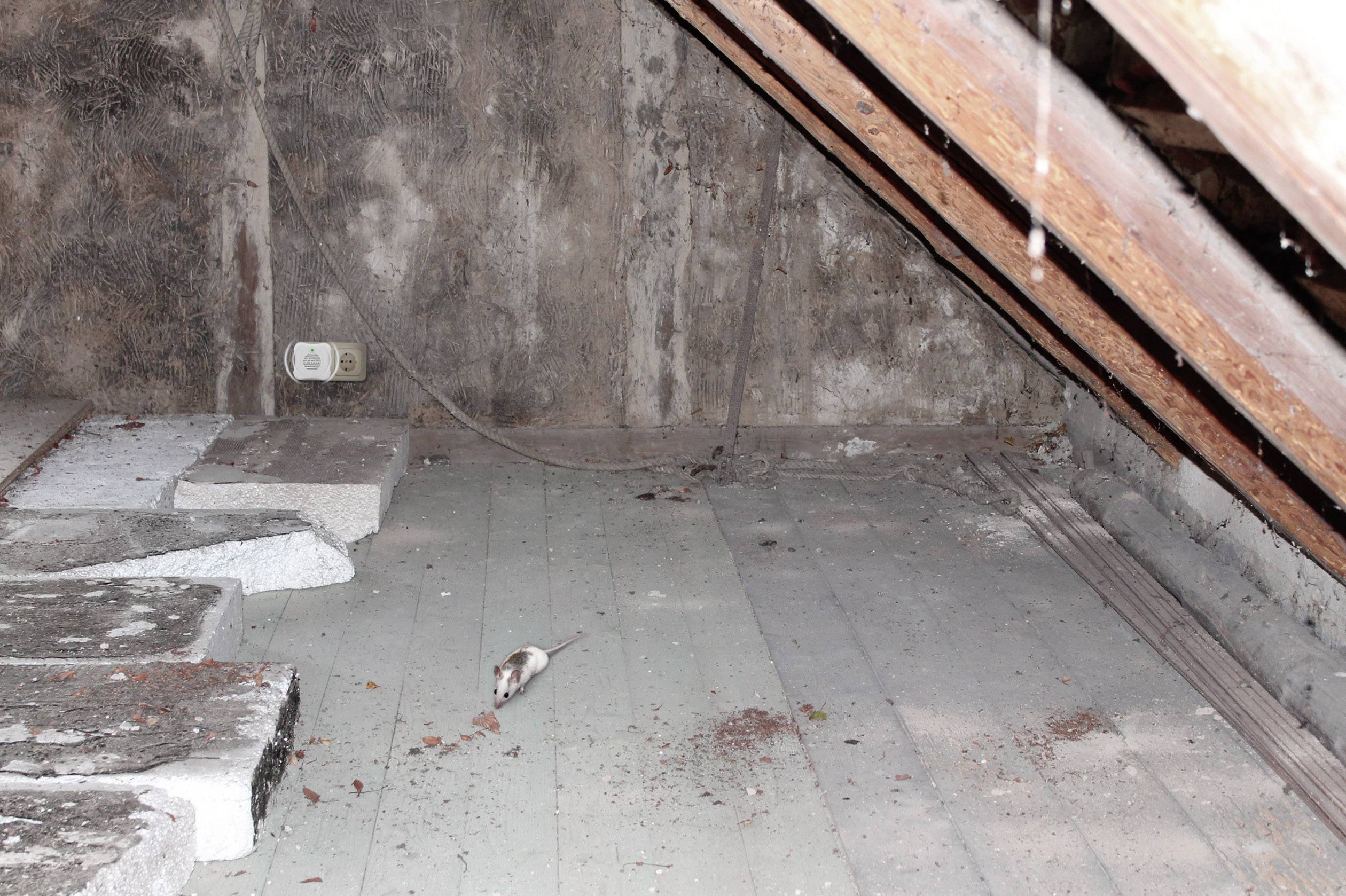 Gardigo mouse-repellent Rodent repeller Working principle Ultrasound Operating range 25 m² 1 pc(s)-9