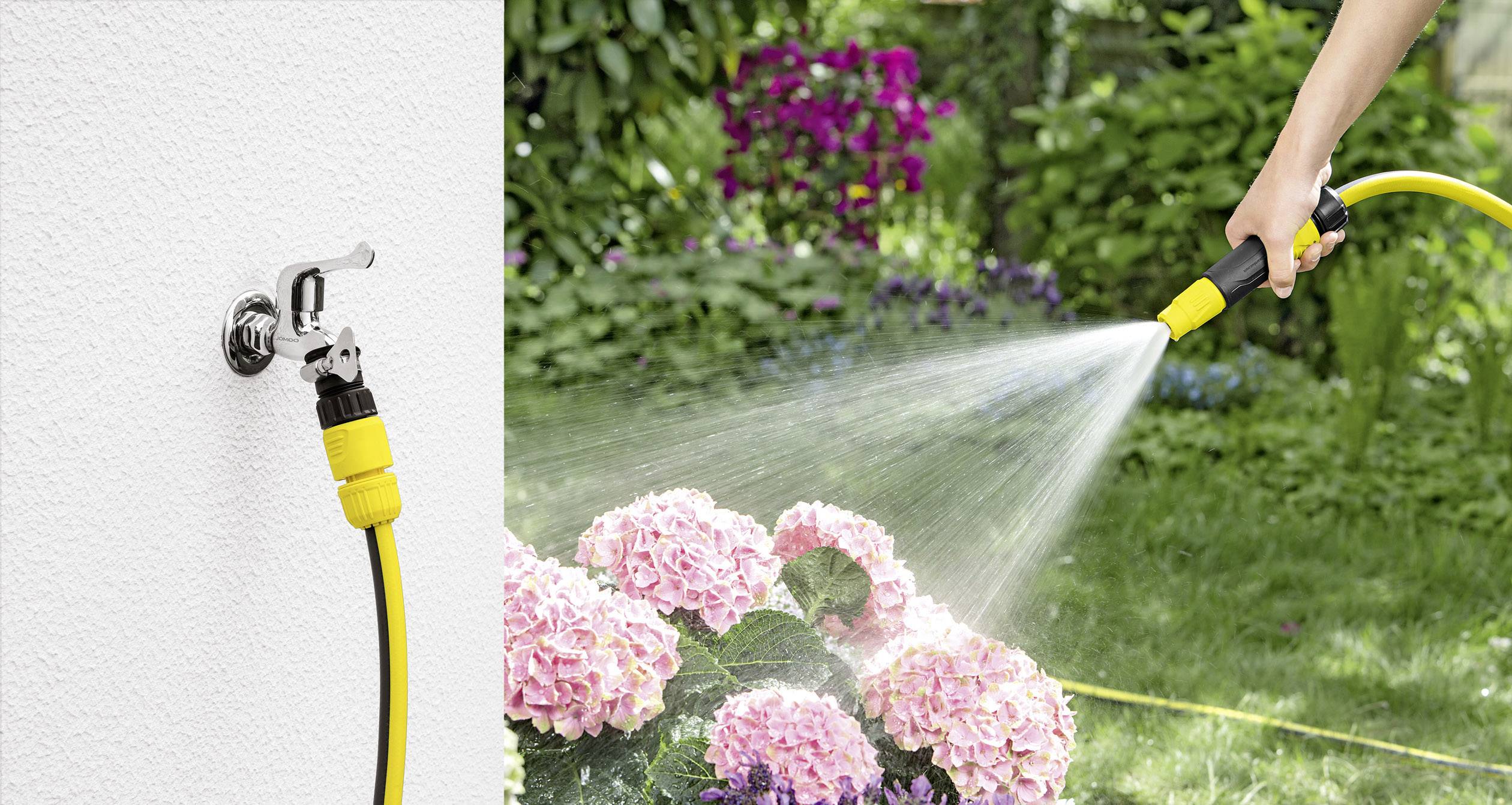 A person is watering pink hydrangeas in the garden with a yellow hosepipe connected to a wall-mounted tap.