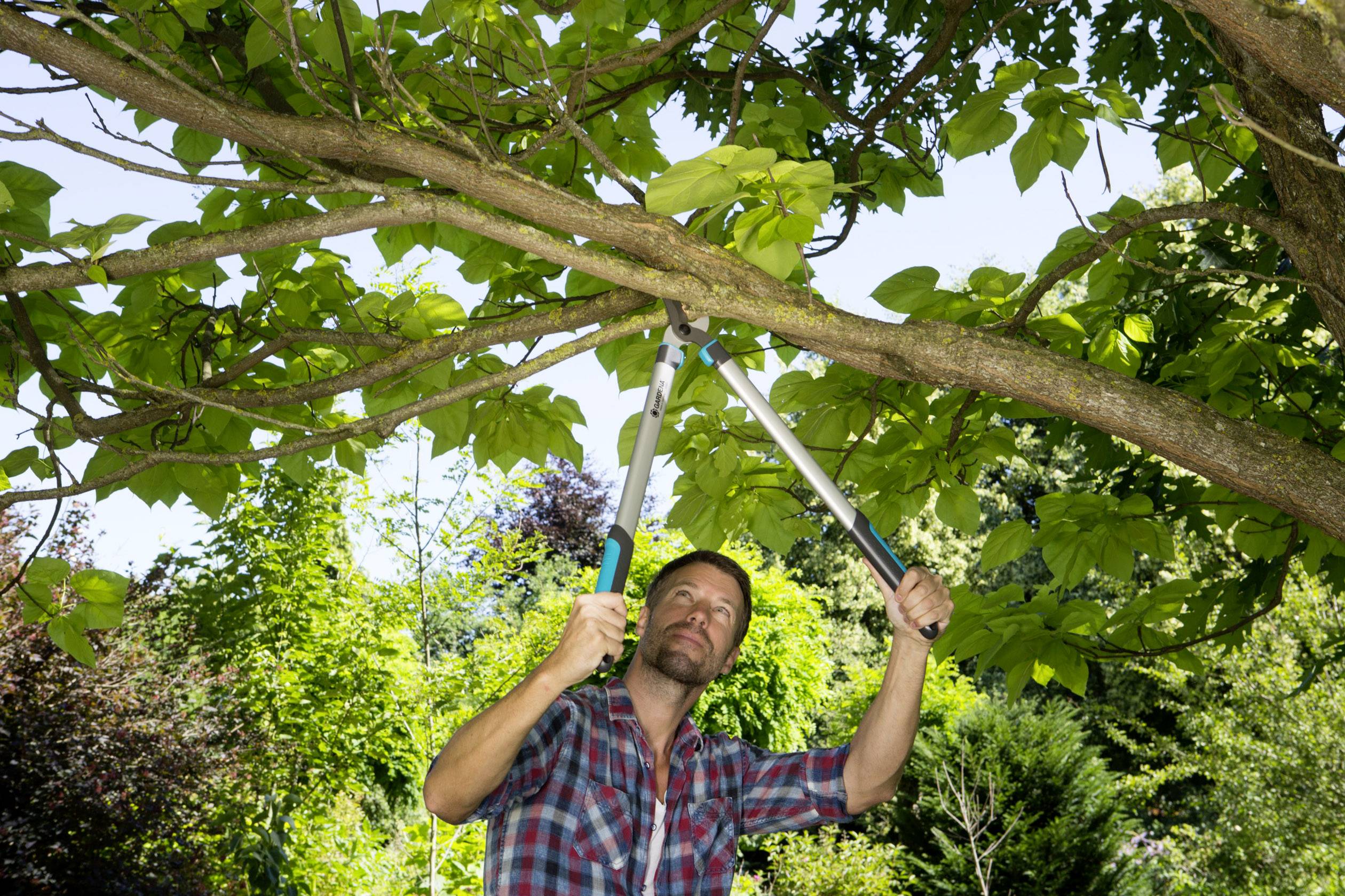 A man is cutting a large branch with a pair of pruning shears. He is standing in the garden, surrounded by trees and lush greenery.