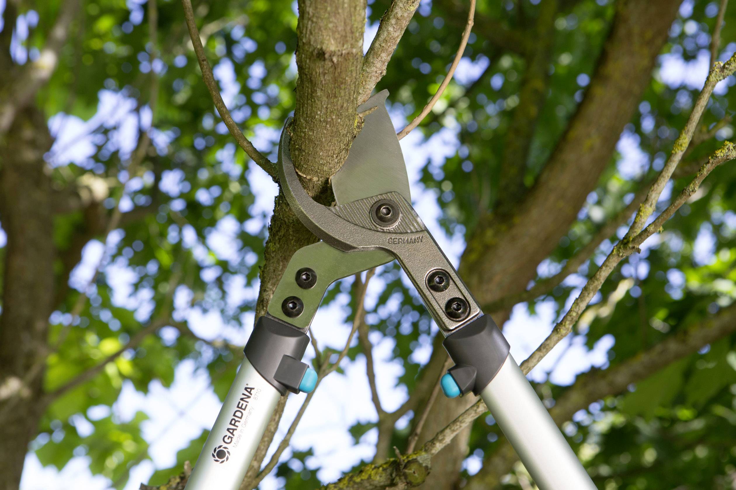A tree pruner cuts a branch from a tree. The scene shows green leaves in the background and the secateurs in action.