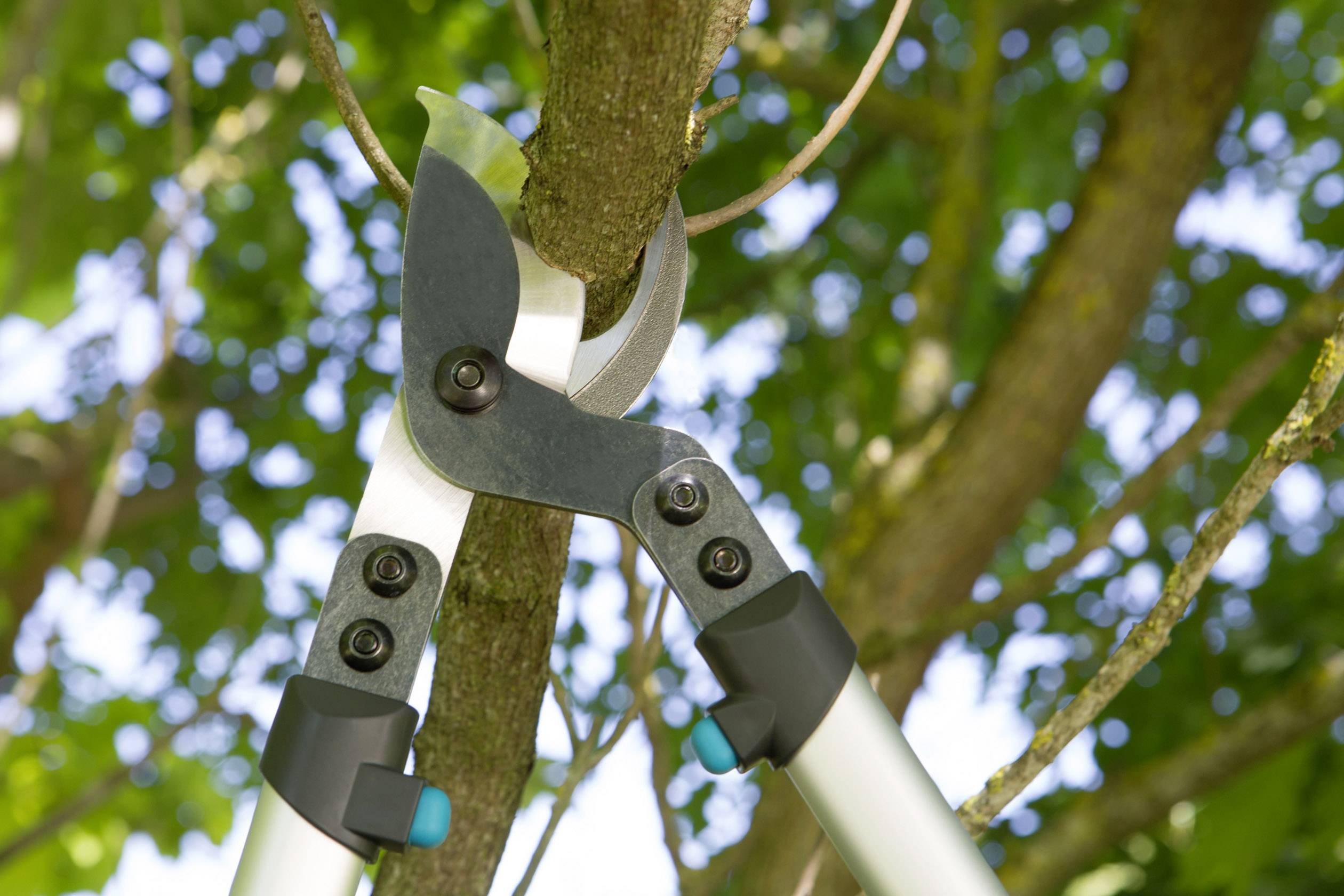 Secateurs cut a branch from a tree. In the background, green leaves and blurred foliage can be seen.