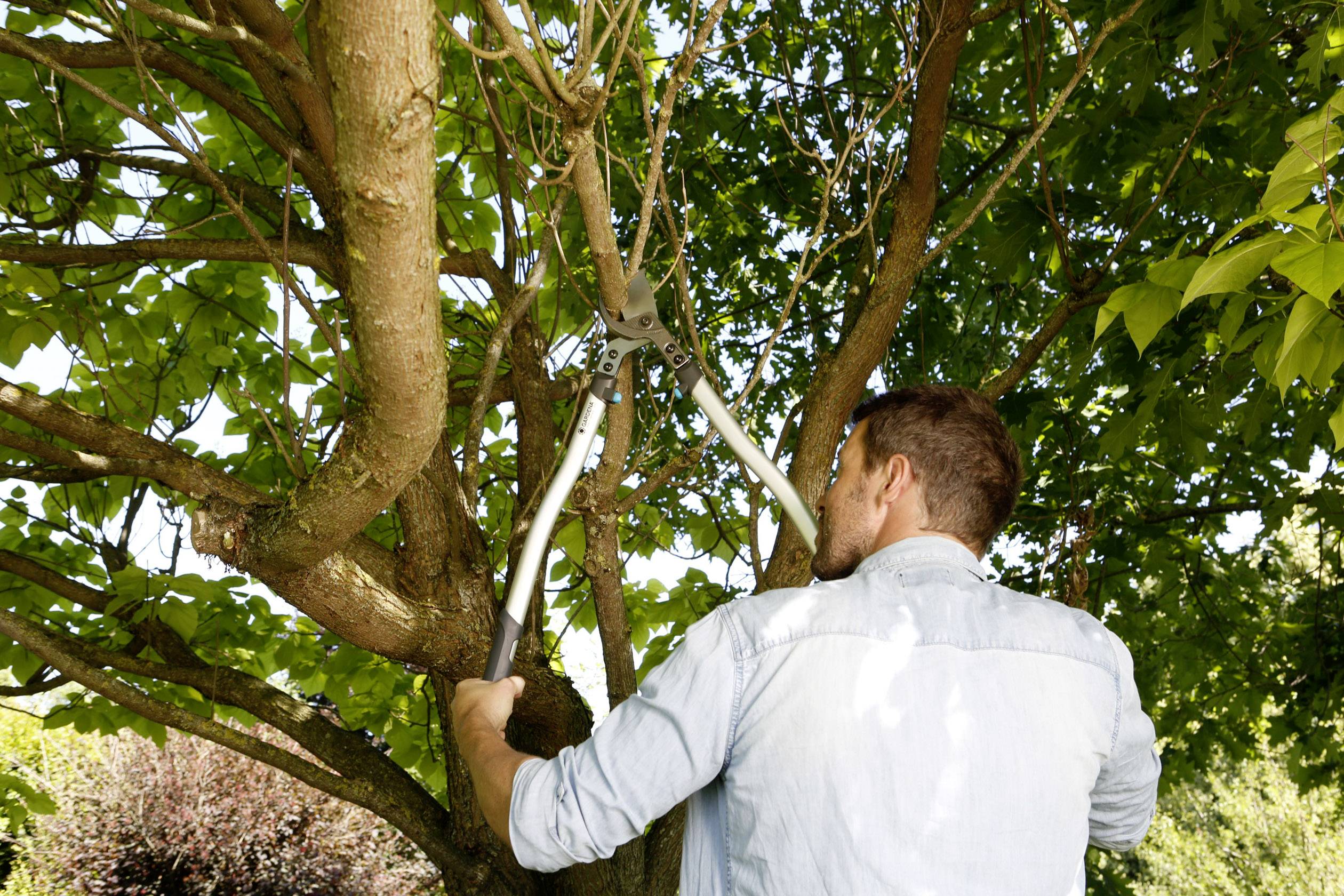 A man is cutting branches from a tree with a pair of pruning shears. He is wearing a light shirt and is focused on his work beneath green foliage.
