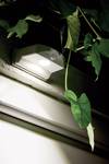 LED outdoor wall light with motion detector DoorLED Down