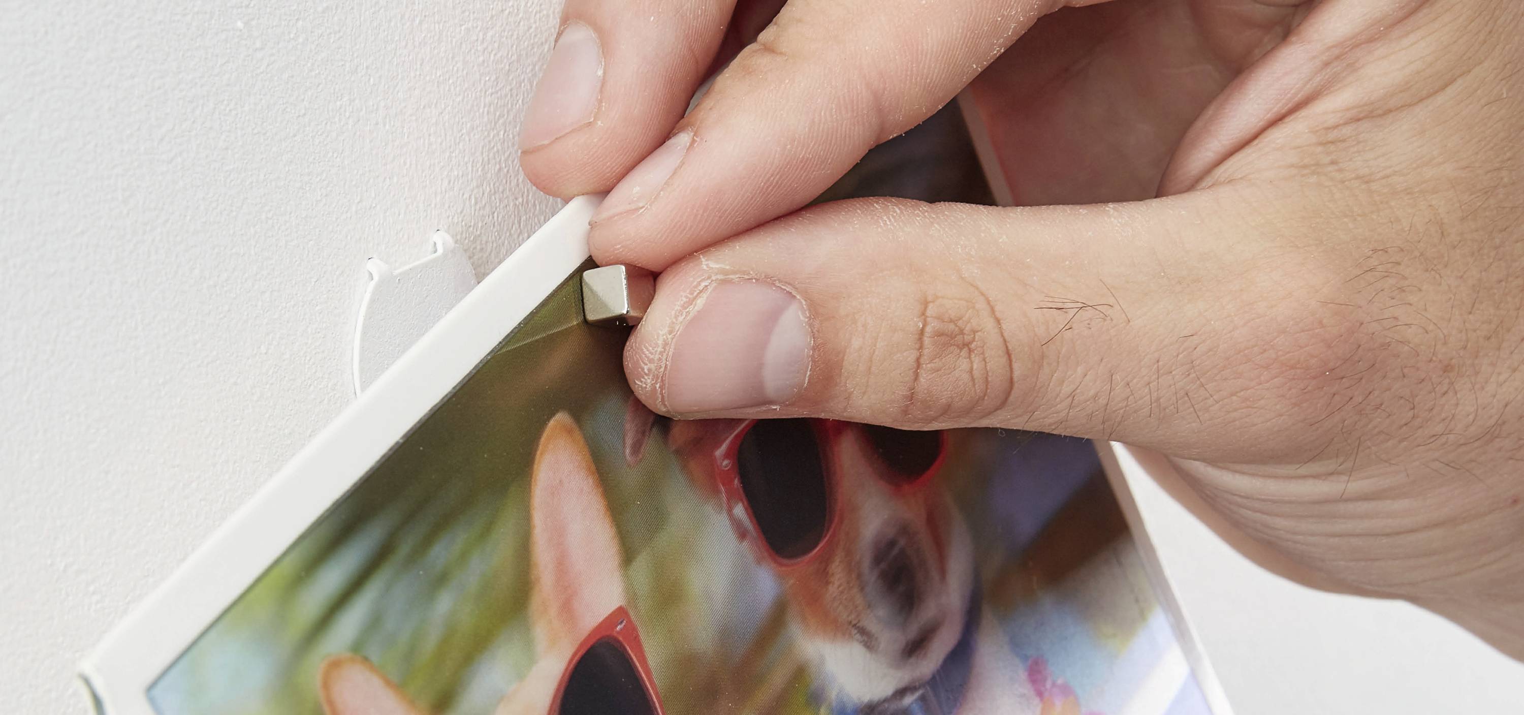 A hand hangs a picture of a dog wearing sunglasses on a hook on the wall.