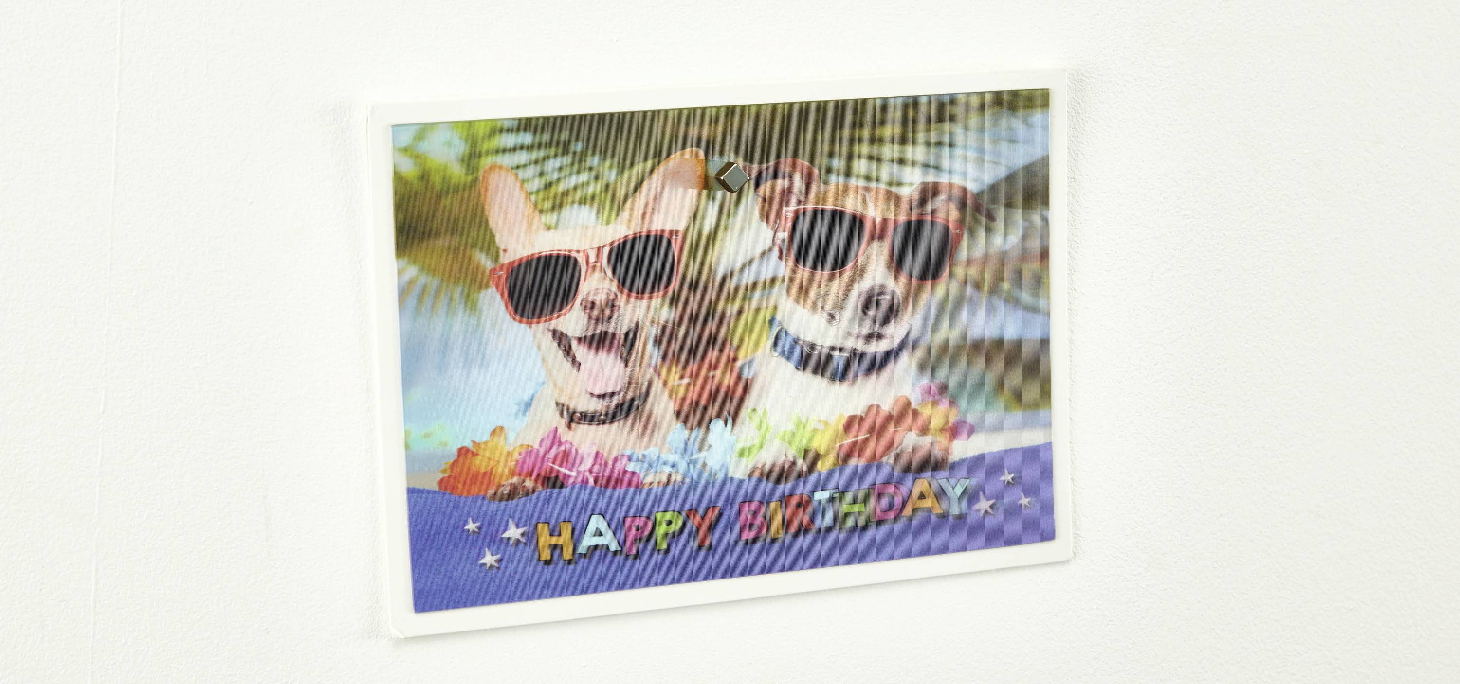 Two dogs wearing sunglasses sit behind a sign reading 'HAPPY BIRTHDAY', surrounded by colourful flowers.