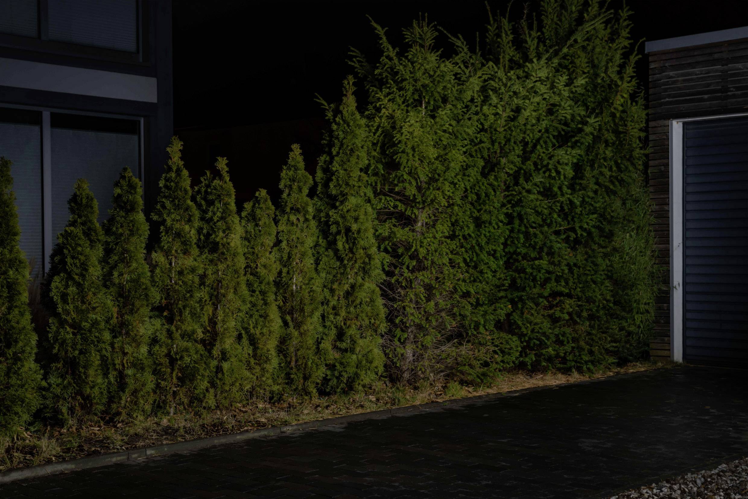 A dark street at night with a row of densely planted, tall conifers beside a modern building.