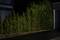 A dark street at night with a row of densely planted, tall conifers beside a modern building.