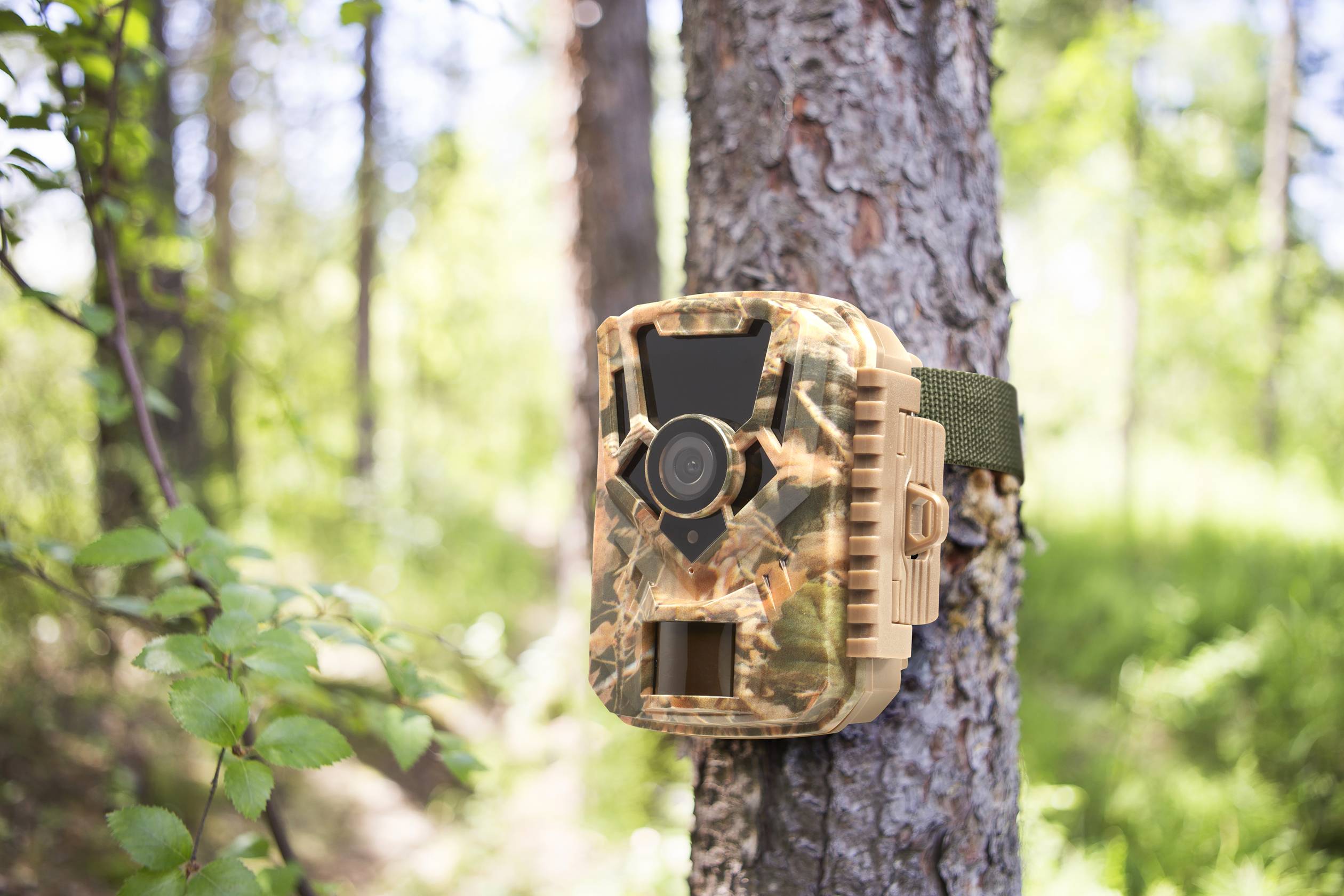 A camouflage wildlife camera is attached to a tree, surrounded by woodland. It is used to monitor animals in their natural habitat.