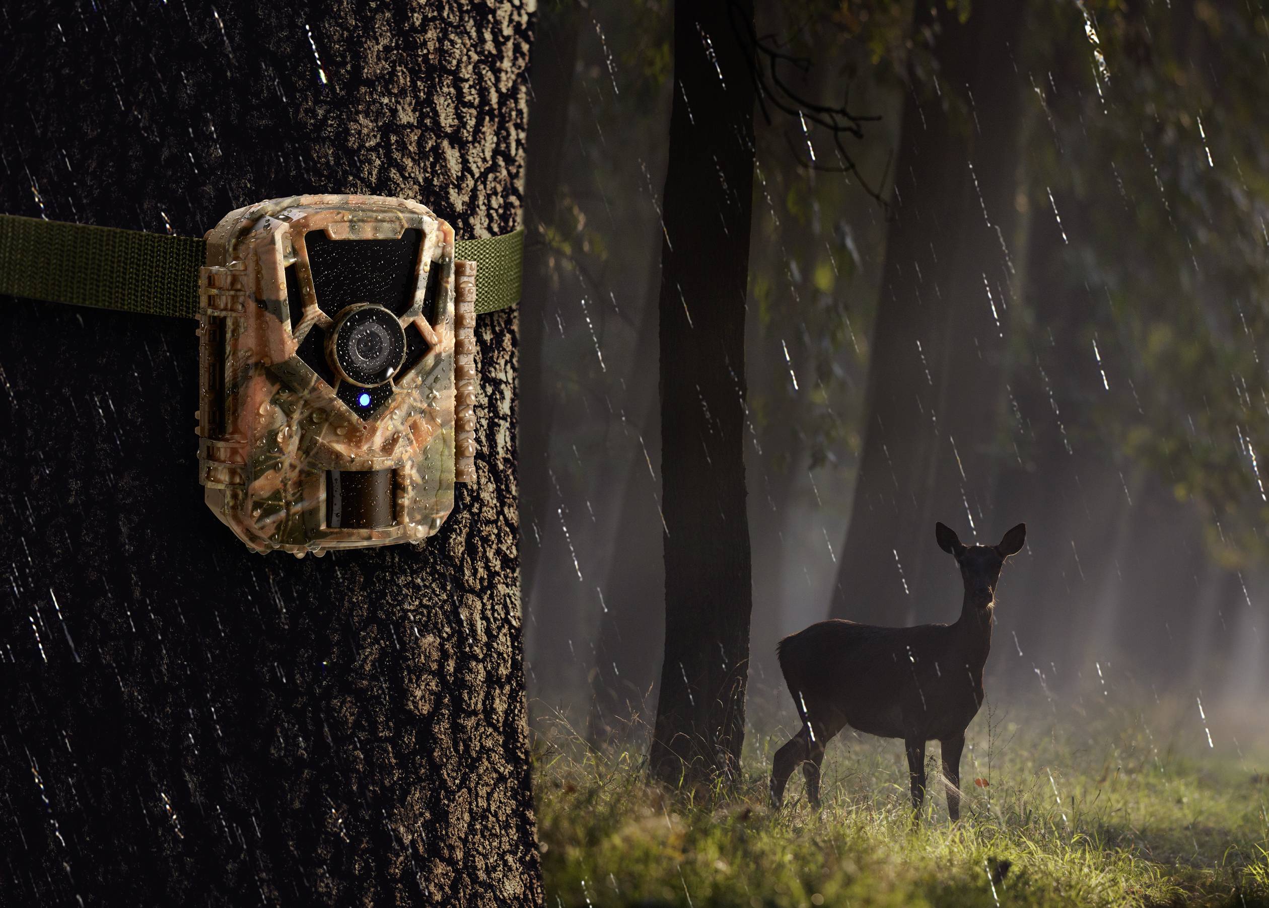 'A wildlife camera is attached to a tree, showing a deer standing in the rain in the background, surrounded by woodland.'