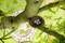 A bird's nest with three eggs rests on a branch of a tree, photographed from above; beneath it, a circular stone garden.