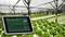 A greenhouse full of lettuce plants with a tablet in the foreground displaying climate and growth data.