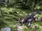 A remote-controlled car drives along a path through a forested, moss-covered area.