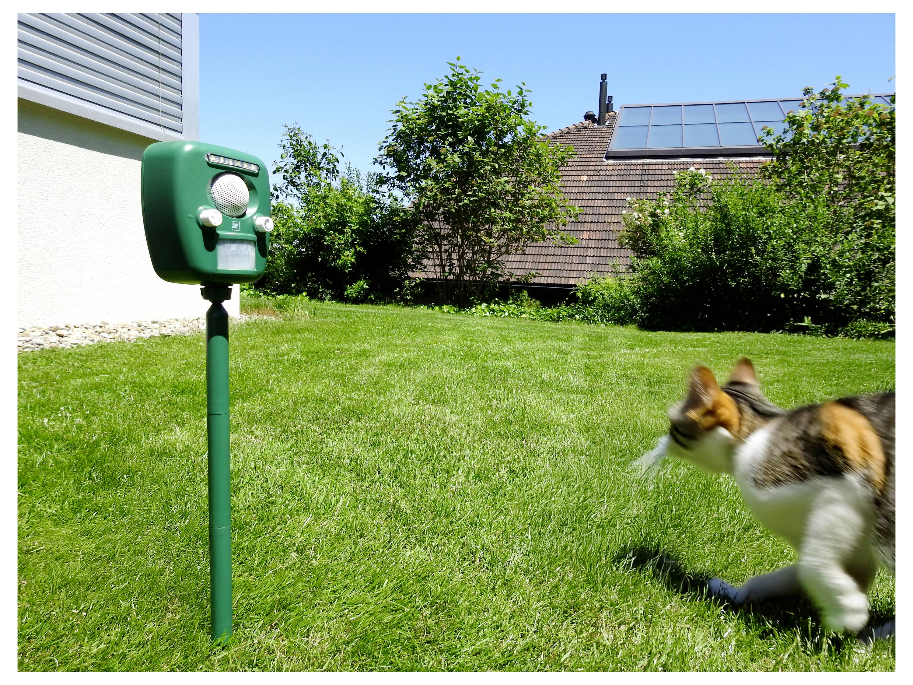 'A motion-activated animal repellent device in a sunny backyard with a green lawn. A cat approaches curiously from the right.'