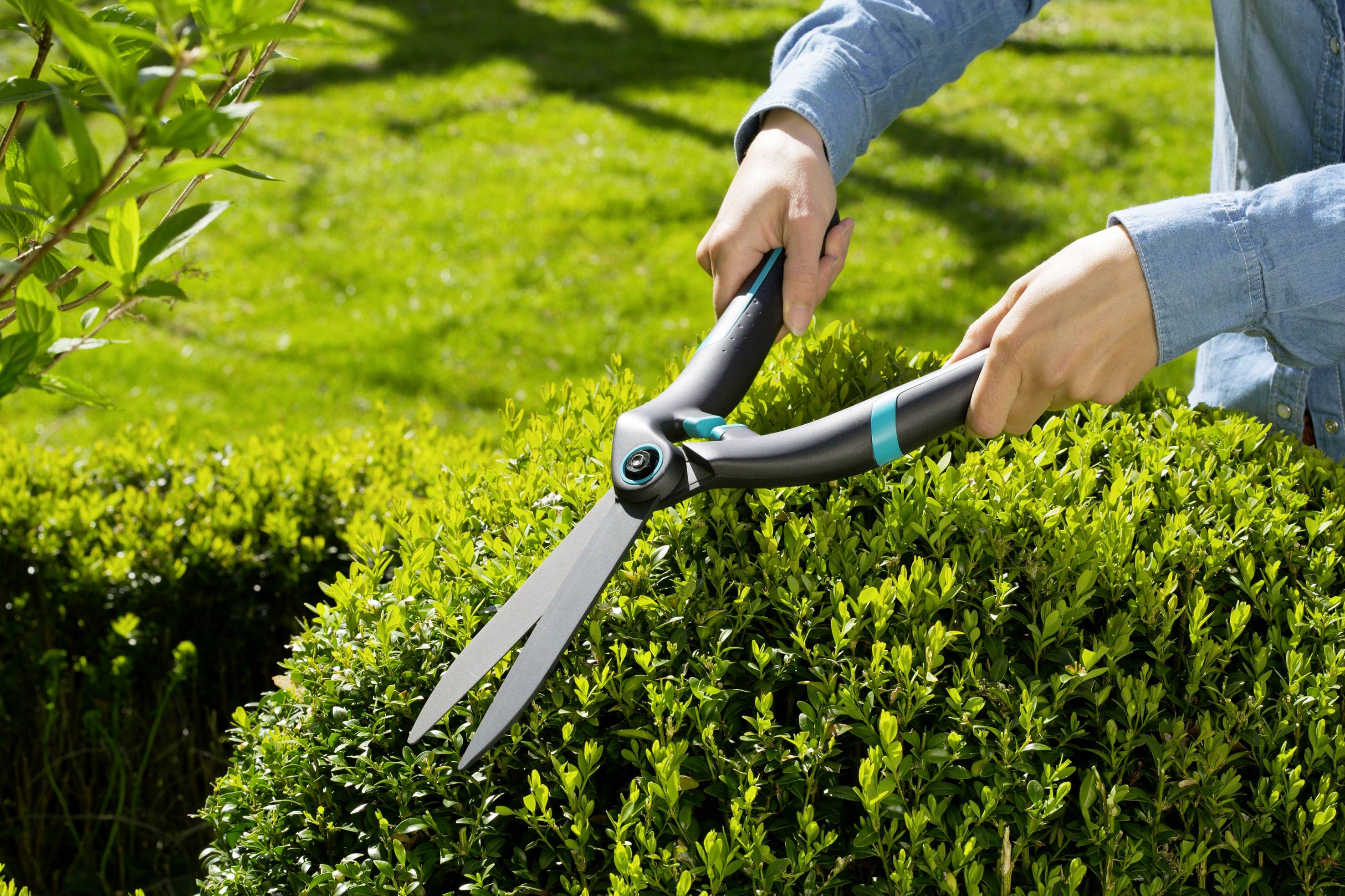 'A person is trimming a hedge with garden shears in a green outdoor setting. The scene depicts well-maintained gardening work.'