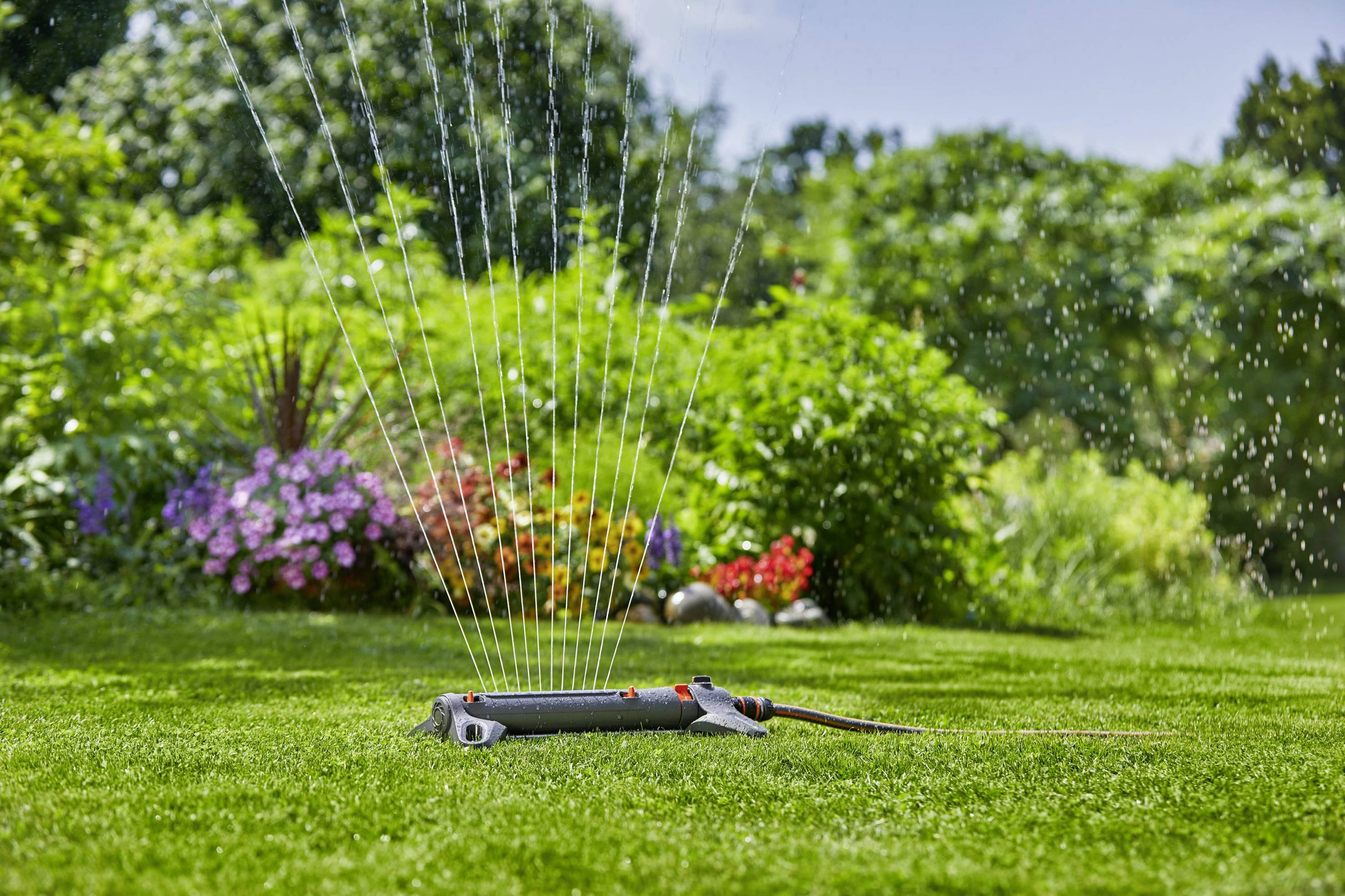 A lawn sprinkler is watering a green lawn, with blooming flowers and trees in the background. It is a sunny, clear day.
