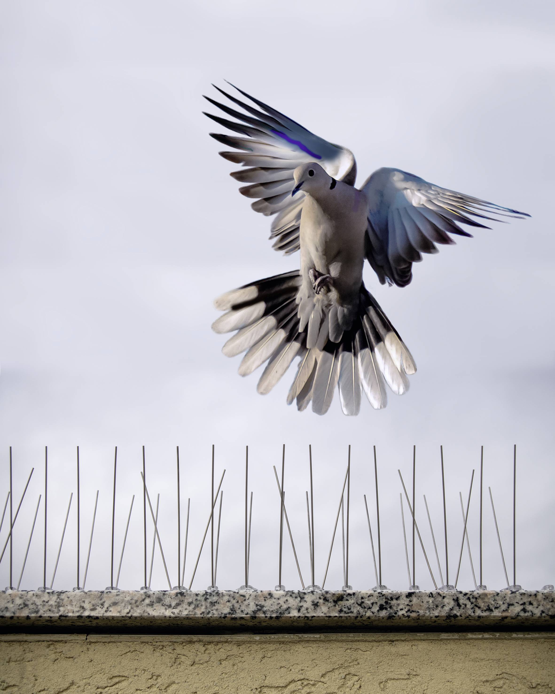 A pigeon flies over a wall secured with spikes, the sky overcast.