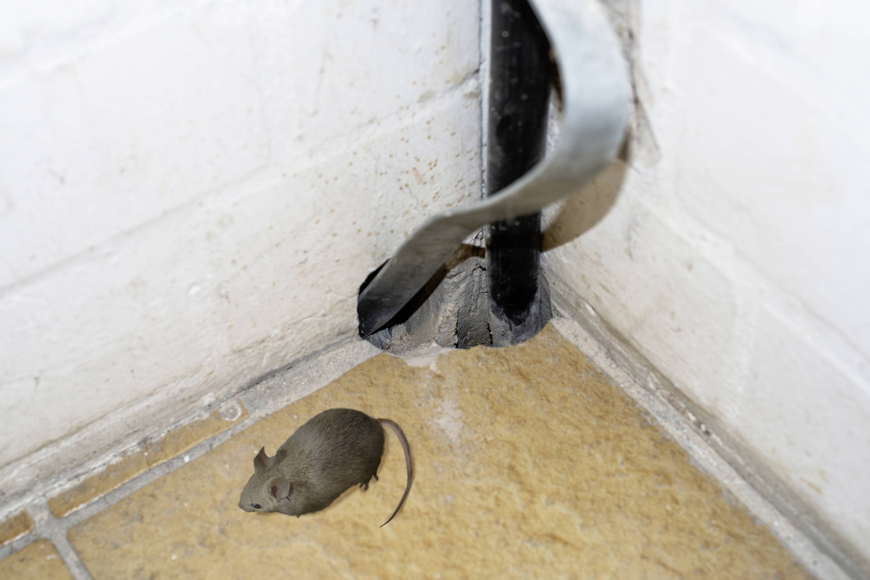 Gardigo Rodent Barrier Stahlwolle Pest repellent 1 pc(s)-5