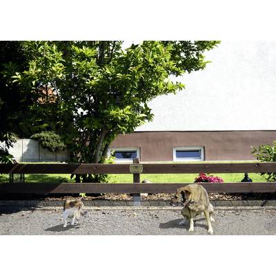 A dog and a cat are sitting on a pavement in front of a wooden fence and a large tree. The dog is looking at the cat.
