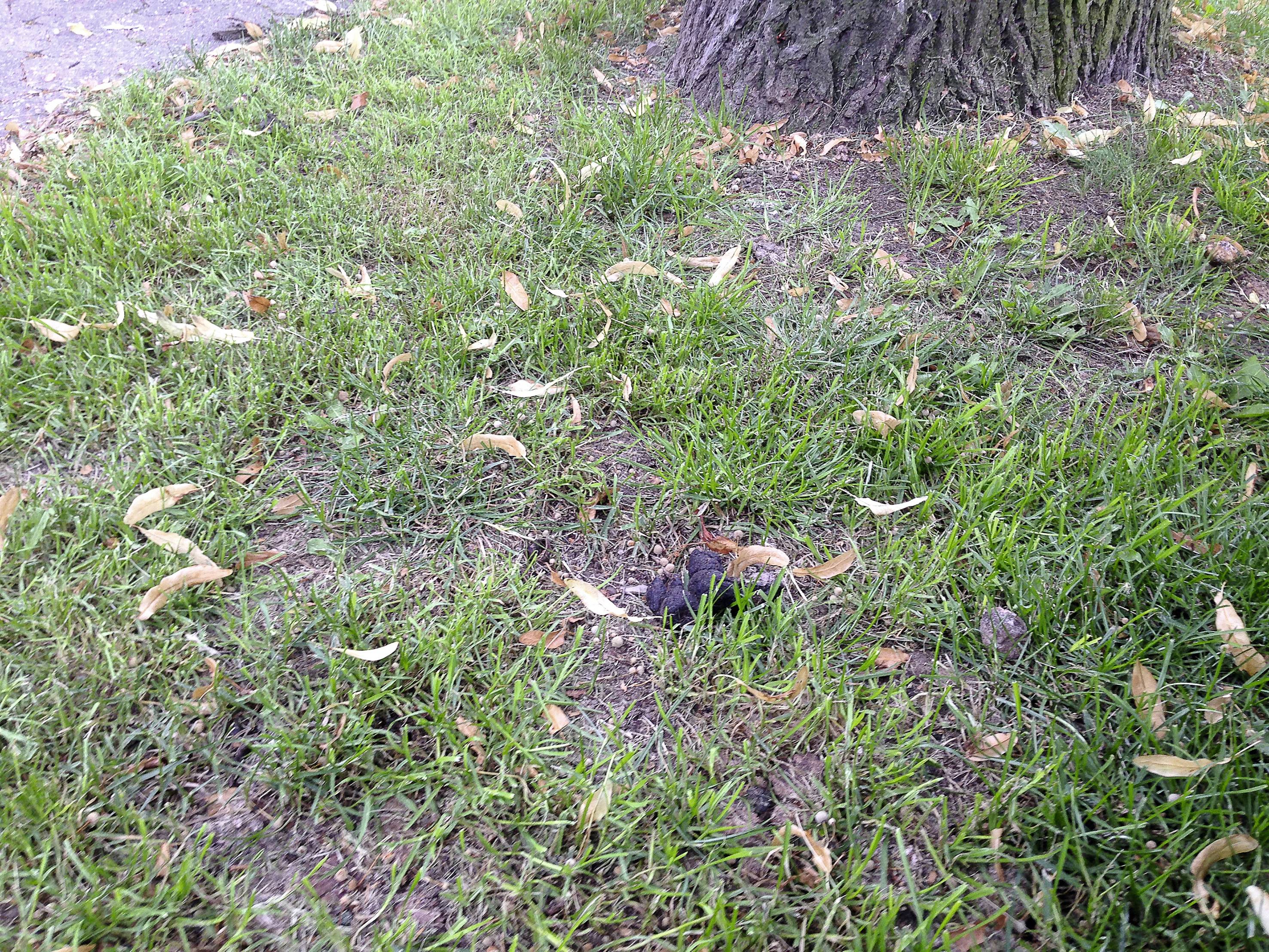 A tree trunk on a meadow with a few fallen leaves scattered around. In the foreground, there is a dark, earthy patch.