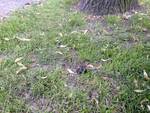 Dog and cat repellent