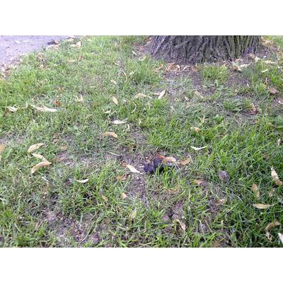 A tree trunk on a meadow with a few fallen leaves scattered around. In the foreground, there is a dark, earthy patch.