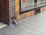 Dog and cat repellent