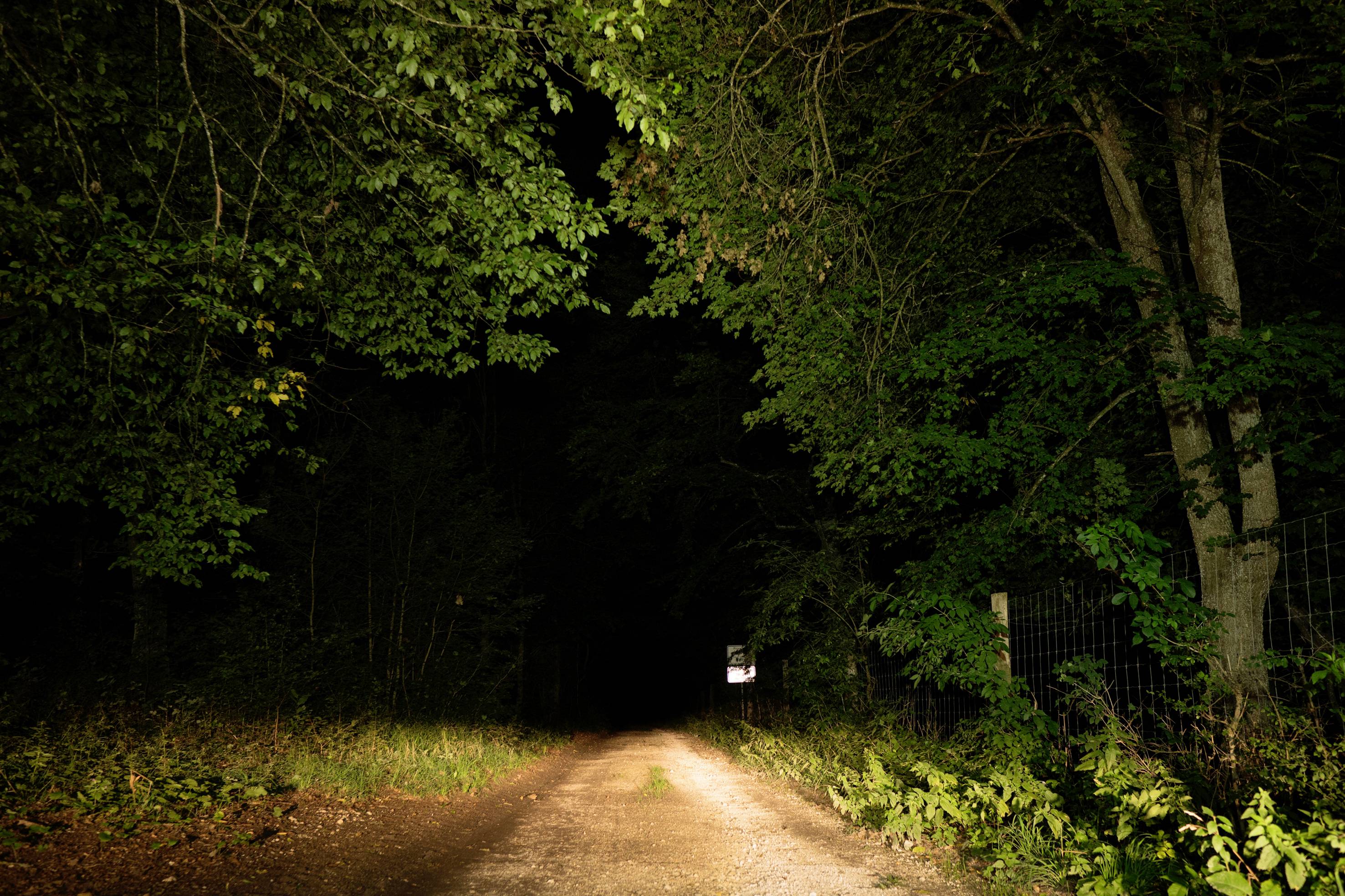 A dark woodland path is illuminated by bright headlights. Dense tree canopies border the path. A fence is on the right.