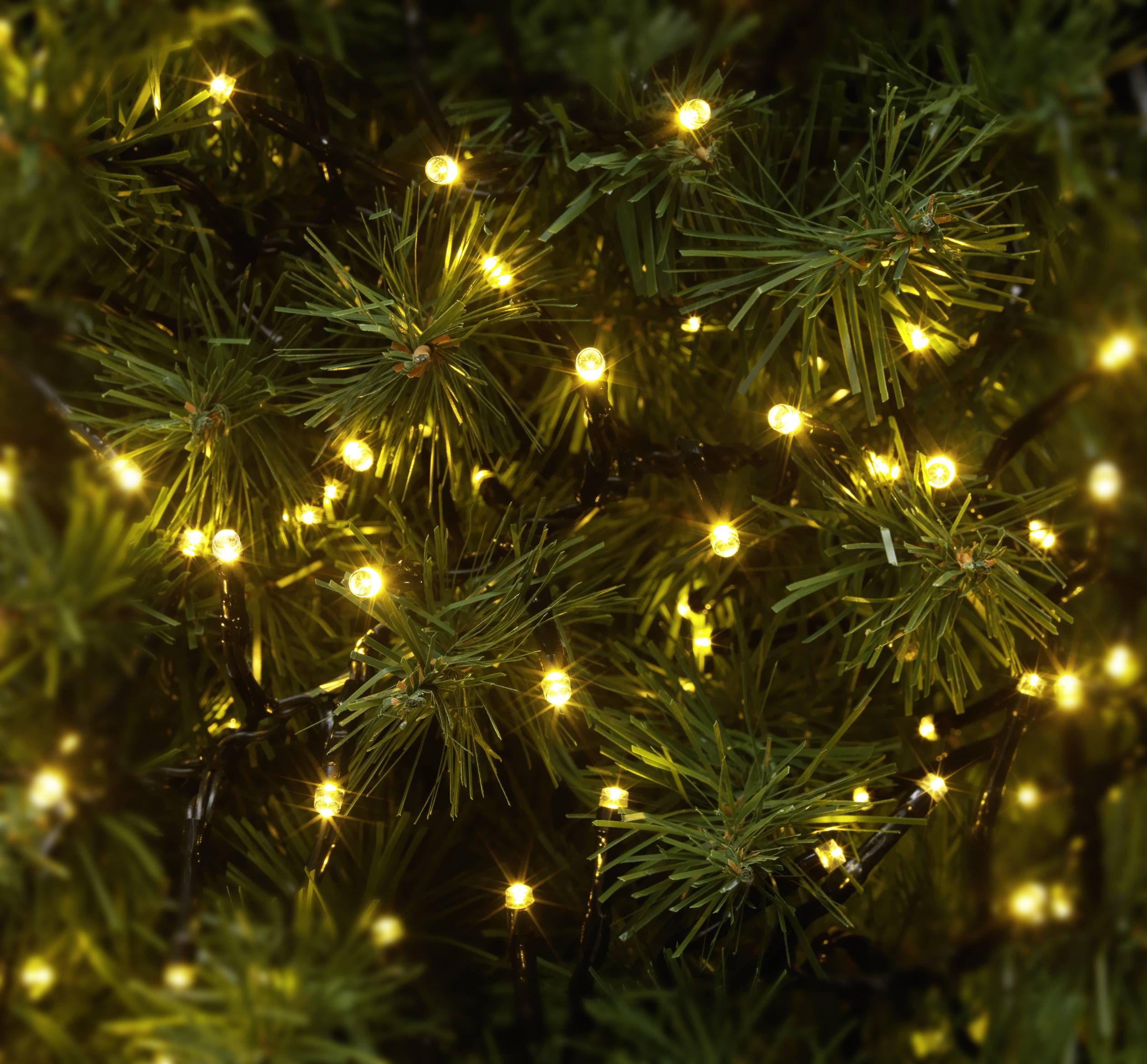 Yellow glowing fairy lights are intertwined in a conifer, creating a warm, festive atmosphere.