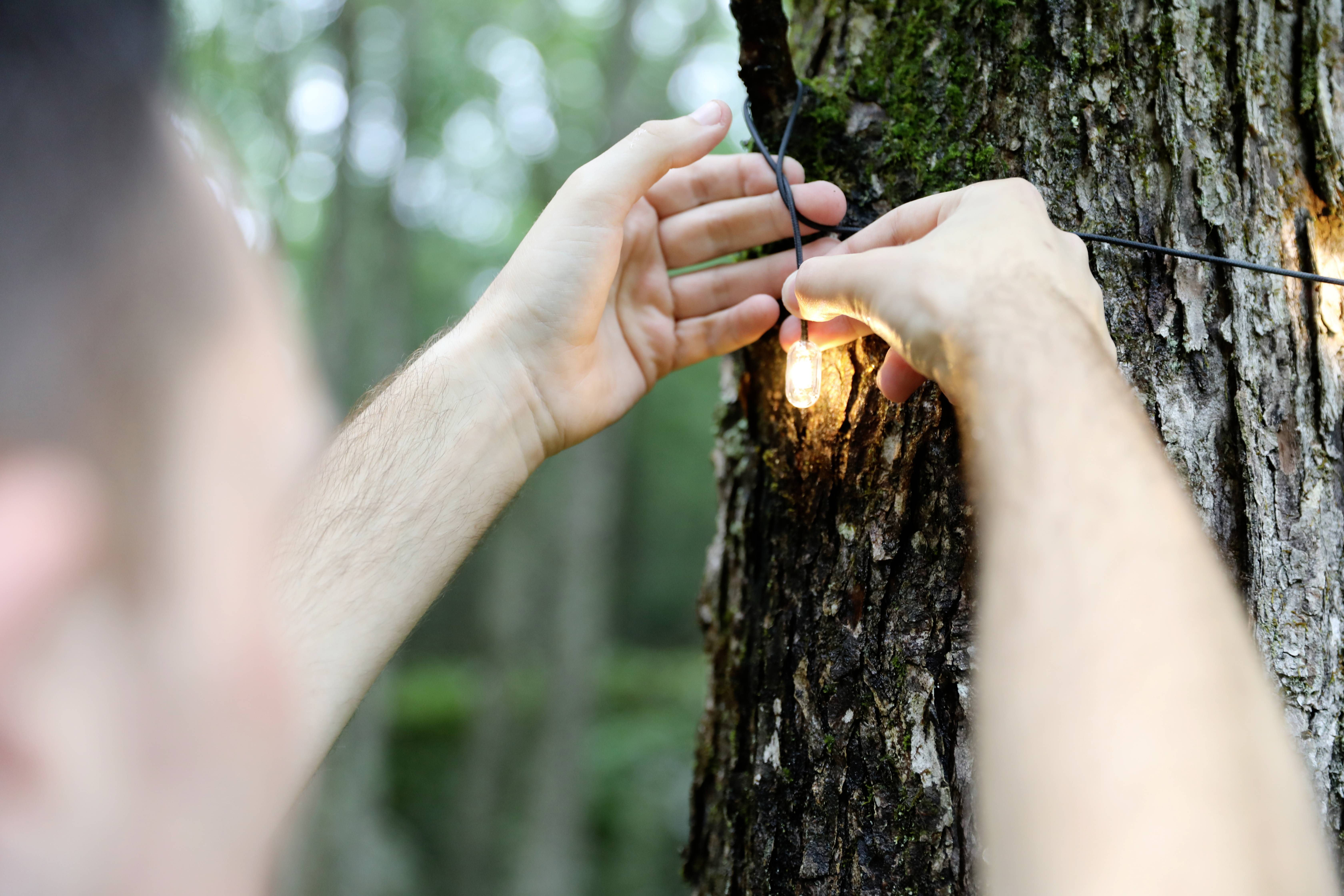A person is hanging glowing lights on a tree in a forest. Hands are tying a string with a light bulb around the tree trunk. The atmosphere is natural and serene.