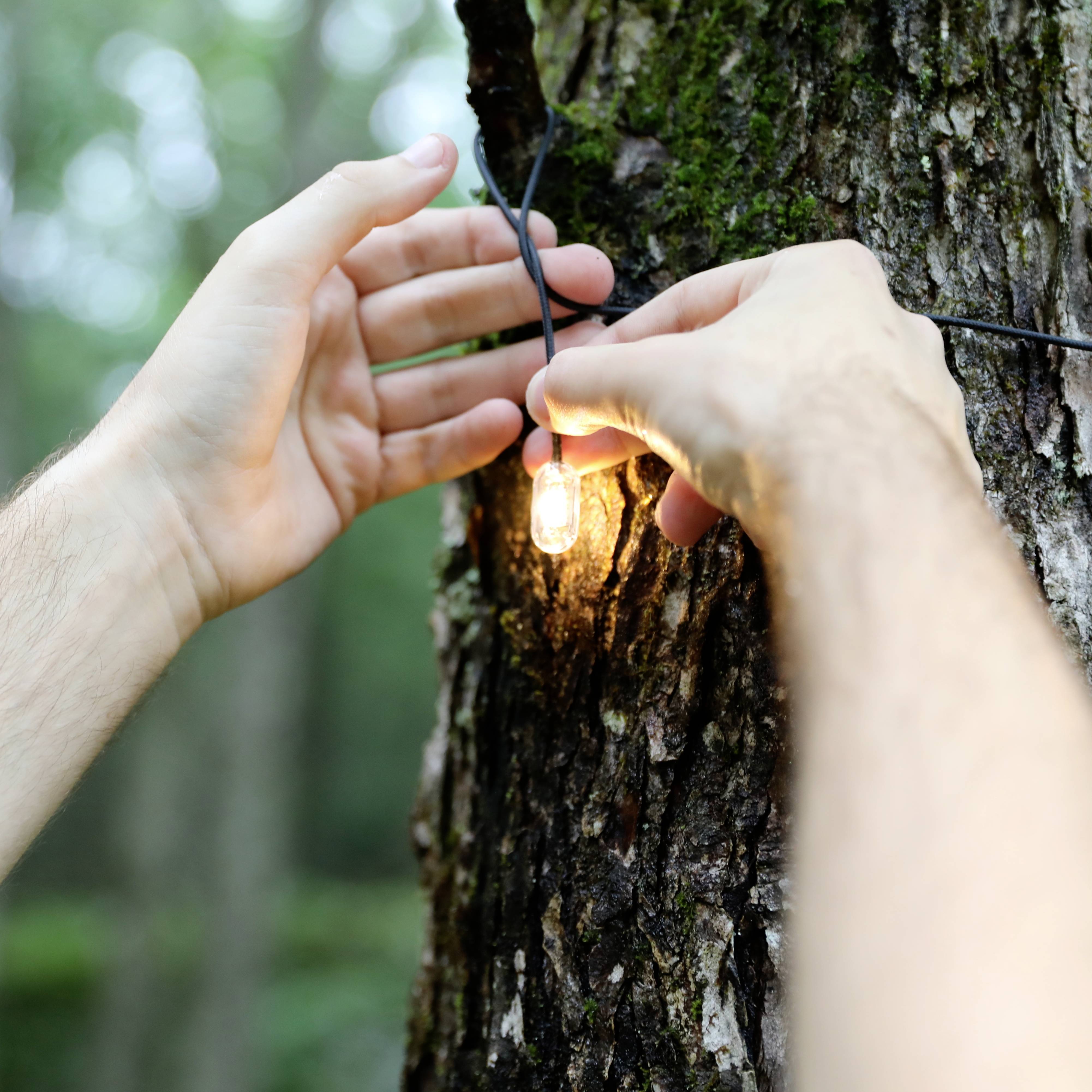 A person is hanging a string of light bulbs on a tree outdoors. The surroundings are wooded.